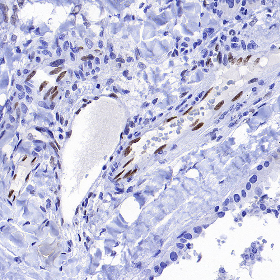 IL-33 Recombinant Rabbit mAb (S-1700-223)