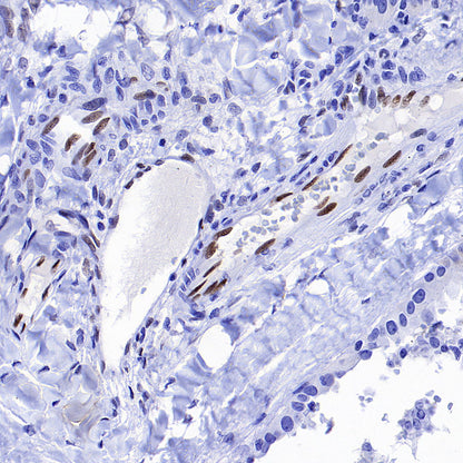 IL-33 Recombinant Rabbit mAb (S-1700-223)
