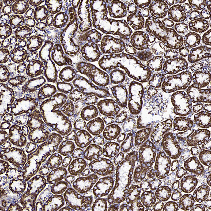 GLUD1 Mouse mAb