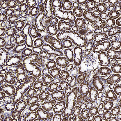 GLUD1 Mouse mAb