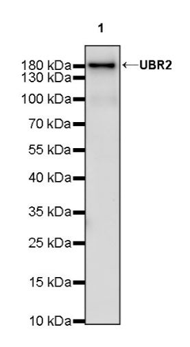 UBR2 Recombinant Rabbit mAb (S-2041-163)