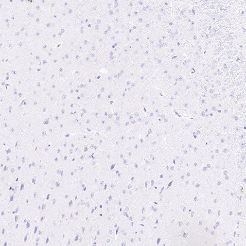 Sialoadhesin/CD169 Recombinant Rabbit mAb (SDT-3228-8)