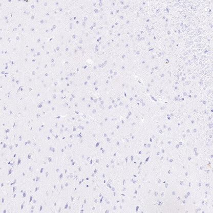 Sialoadhesin/CD169 Recombinant Rabbit mAb (SDT-3228-8)