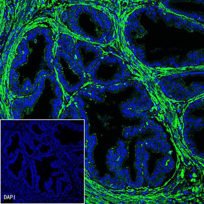 pan (alpha) actin Recombinant Rabbit mAb (SDT-044-17)