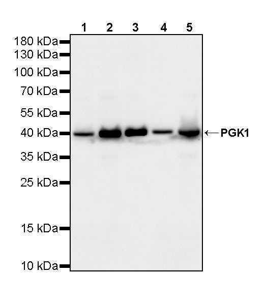 PGK1 Mouse mAb
