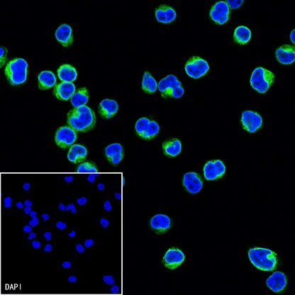CD3 epsilon Recombinant Rabbit mAb (Alexa Fluor® 488 Conjugate) (SDT-241-49)