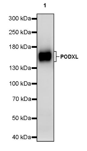 PODXL Recombinant Rabbit mAb (S-2014-9)