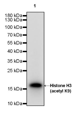 Histone H3 (acetyl K9) Rabbit polyclonal antibody