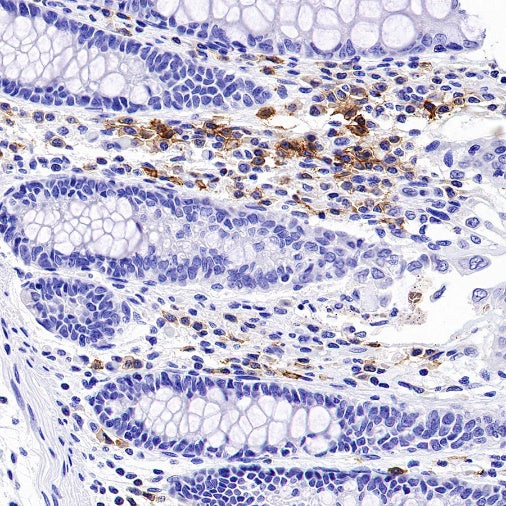 Rabbit Anti-Human CD27 Antibody (S-1205-49)