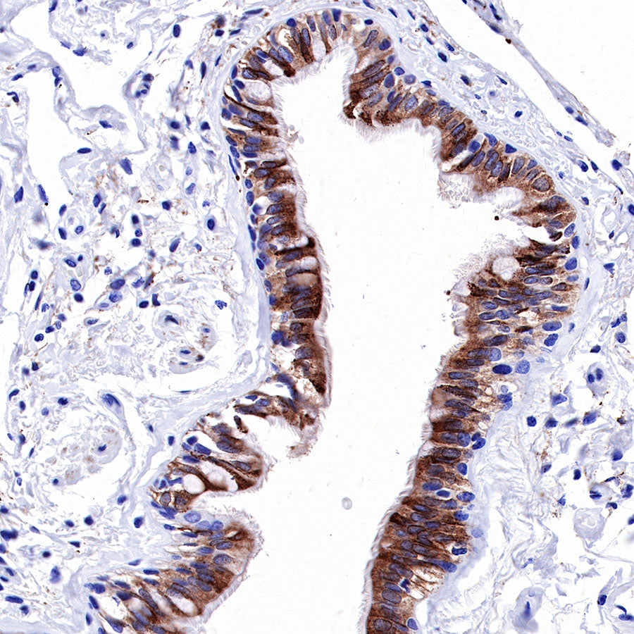 iNOS Recombinant Rabbit mAb (SDT-R131)