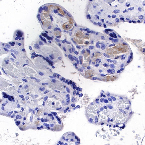 C1q Recombinant Rat mAb (S-R189)