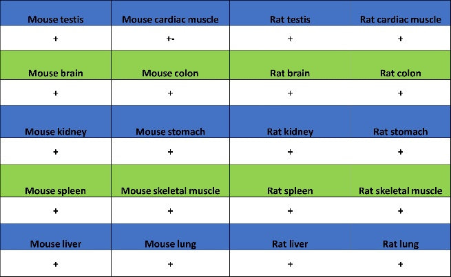 EEA1 Recombinant Rabbit mAb (S-2604-39)