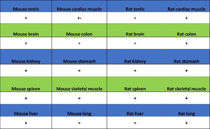 EEA1 Recombinant Rabbit mAb (S-2604-39)