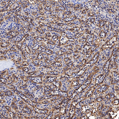 HLA-E Recombinant Rabbit mAb (S-1081-62)