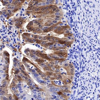 S-RMab® IDO1/Indoleamine 2,3-dioxygenase Recombinant Rabbit mAb (S-259-62)