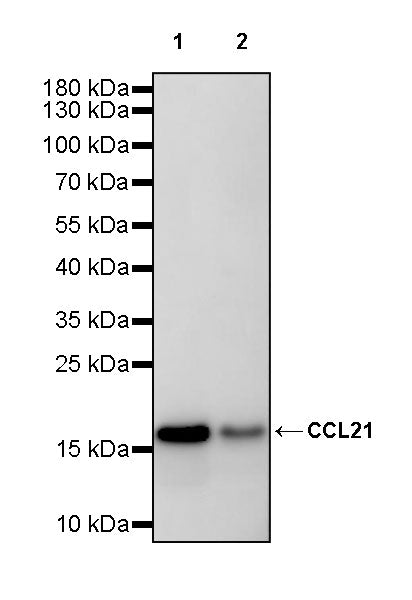 CCL21 Recombinant Rabbit mAb (S-3198-156)
