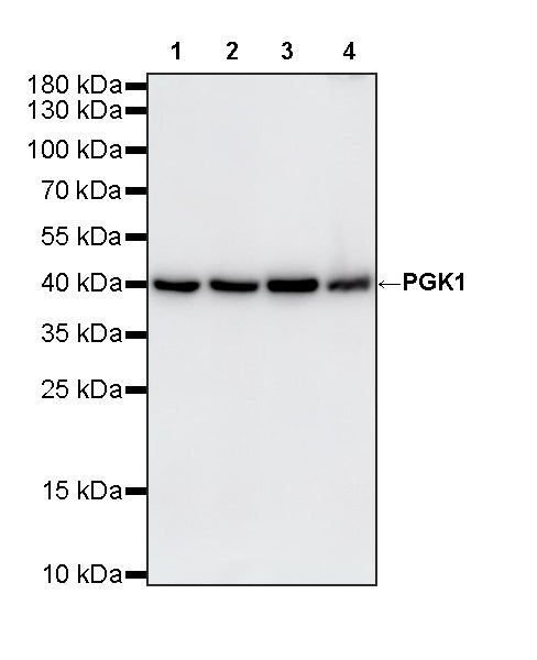 PGK1 Recombinant Rabbit mAb
