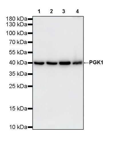 PGK1 Recombinant Rabbit mAb