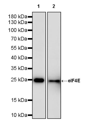 eIF4E Rabbit Polyclonal Antibody