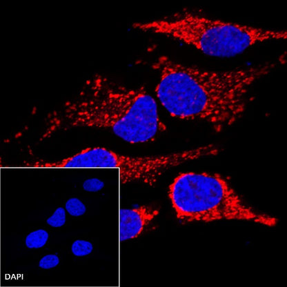 HSP60 Recombinant Rabbit mAb (PE Conjugate) (SDT-R012)