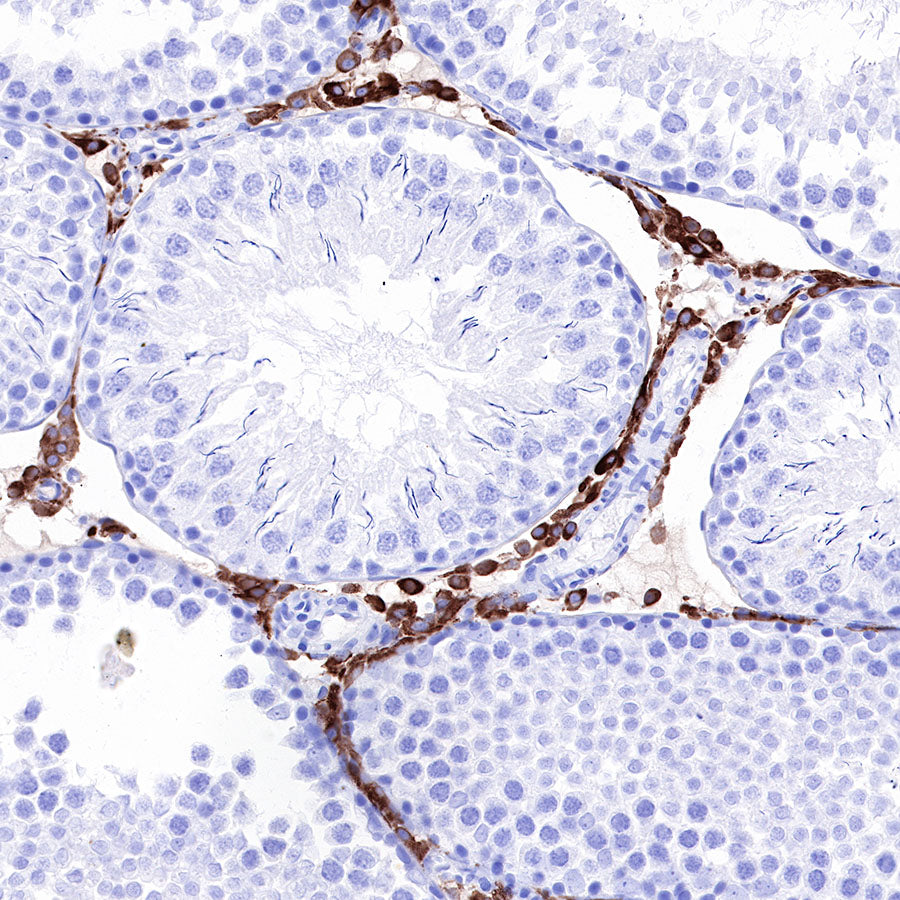 iNOS Recombinant Rabbit mAb (SDT-R131)