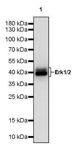 Erk1/2 Recombinant Rabbit mAb (S-3178)