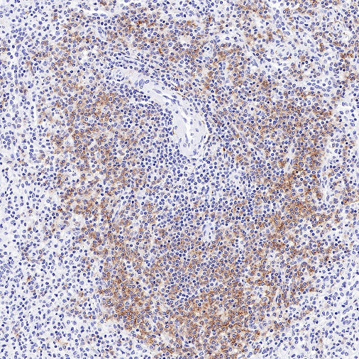 CD19 Mouse mAb (S-1039-46)