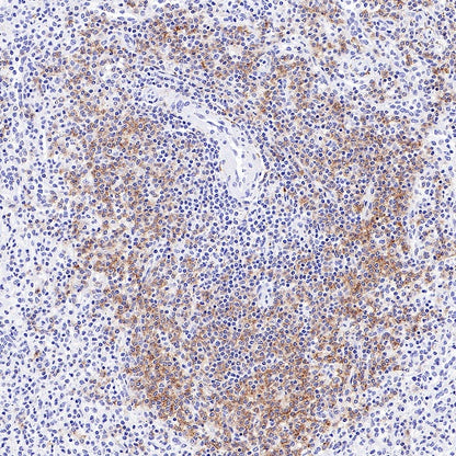 CD19 Mouse mAb (S-1039-46)