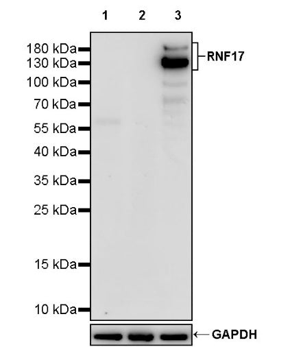 RNF17 Recombinant Rabbit mAb (S-3660-61)