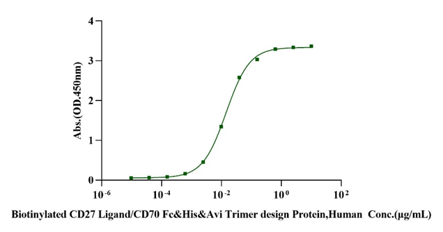 Biotinylated CD27 Ligand/CD70 Fc&His&Avi Trimer design Protein, Human