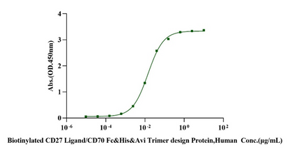 Biotinylated CD27 Ligand/CD70 Fc&His&Avi Trimer design Protein, Human