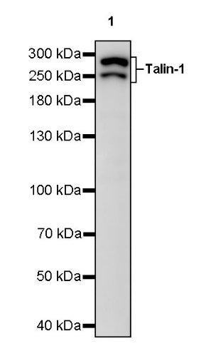 Talin-1 Recombinant Rabbit mAb (S-1483-25)