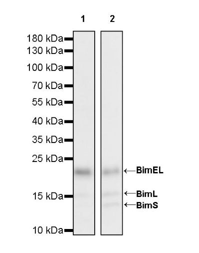 Bim Recombinant Rabbit mAb (S-994-29)