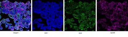 Activin A Protein, Human/Mouse/Rat (High Active）