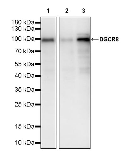 DGCR8 Recombinant Rabbit mAb (S-4082-6)