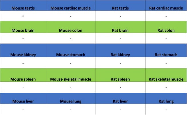 ETD Recombinant Rabbit mAb (S-3661-43)