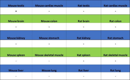 ETD Recombinant Rabbit mAb (S-3661-43)