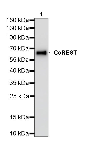 CoREST Recombinant Rabbit mAb (S-4401-8)