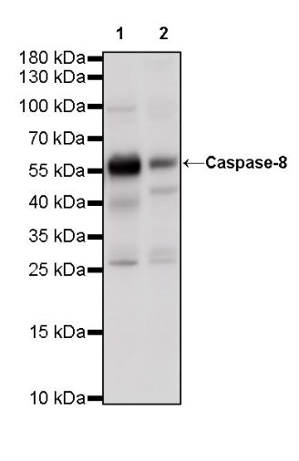 Caspase-8 Recombinant Rabbit mAb (S-R257)