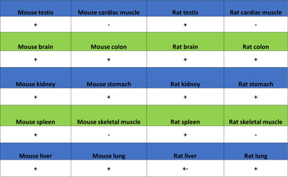 PTK7 Recombinant Rabbit mAb (SDT-2432-156)