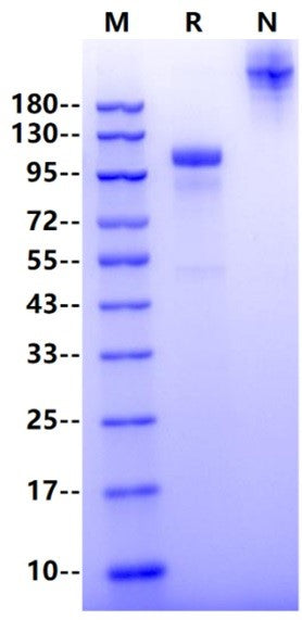 CDH6/Cadherin-6/KCAD Fc Chimera Protein, Human