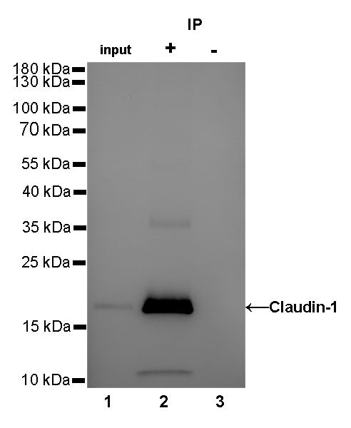 Claudin-1 Recombinant Rabbit mAb,PBS Only (SDT-R024)