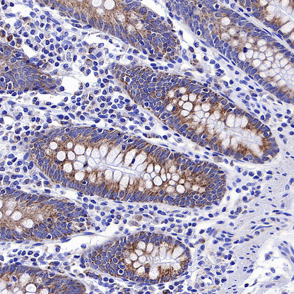CHCHD2 Recombinant Rabbit mAb (S-4107-30)