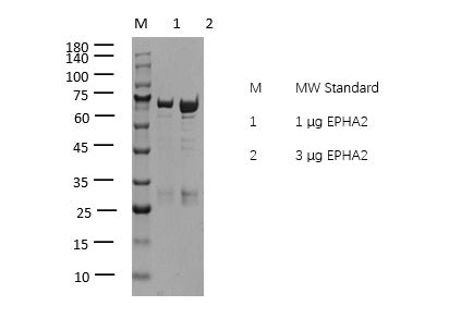 EPHA2 Protein