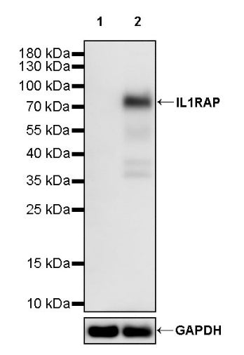 IL1RAP Recombinant Rabbit mAb (S-2655-56)