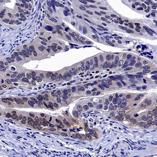 TFEB Recombinant Rabbit mAb,PBS Only (SDT-2411-7)