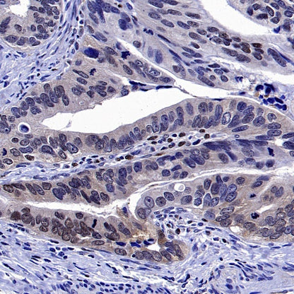 TFEB Recombinant Rabbit mAb,PBS Only (SDT-2411-7)