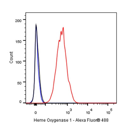Heme Oxygenase 1 Recombinant Rabbit mAb (S-R334)