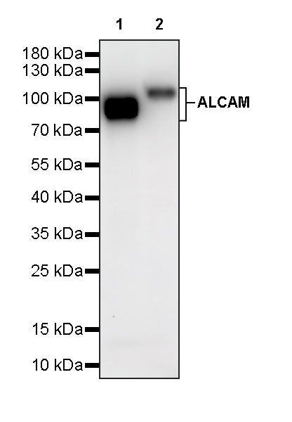 ALCAM Recombinant Rabbit mAb (S-4080-21)