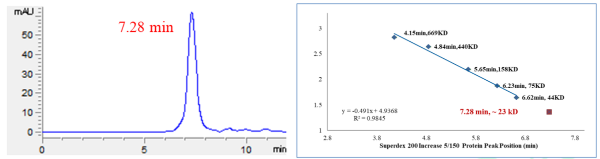 PAK6 His Tag Protein, Human
